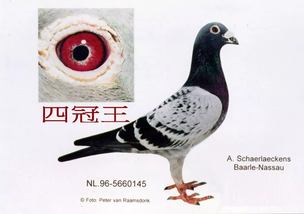 但是威尔和艾本从夏拉肯处买来的最佳种鸽或许是"ko"号(nl98-2331508)